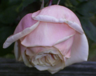 MB_11_08_03.JPG