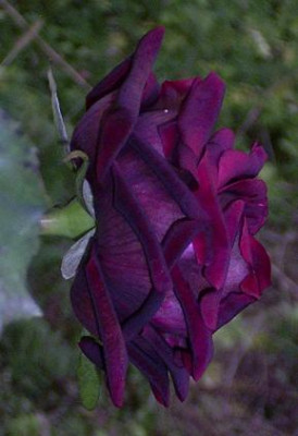 OldeRomeo_11_08_02.JPG