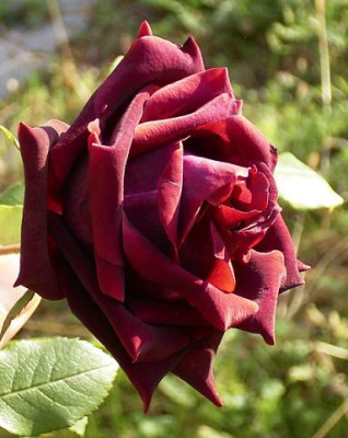 OldeRomeo_11_08_03.JPG