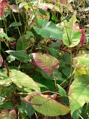 Firetail_200810.jpg