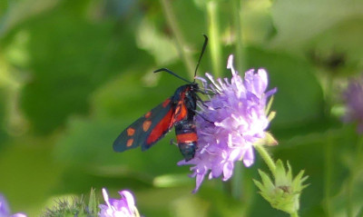 P1010194b.JPG