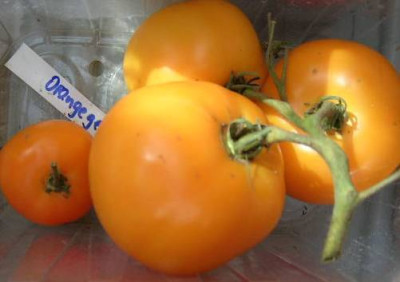 Orange-Gelbe_v..jpg