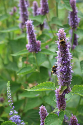 Agastacherugosa.JPG