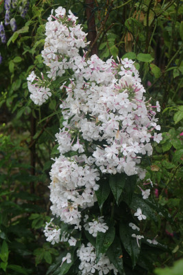Phlox Nirvana.JPG