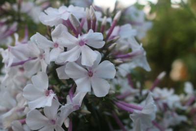 Phlox Nirvana 10.JPG