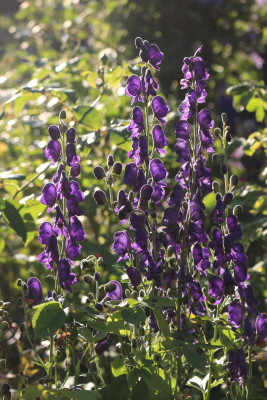 Aconitum napellus.JPG