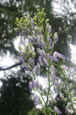 Aconitum bicolor 6.JPG