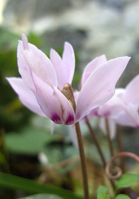 Cyclamen_cilicium_fars_2008.jpg