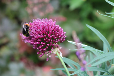 Allium sphaerocephalon 4.JPG
