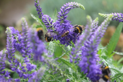 Veronica longifolia 7.JPG