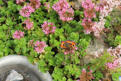 Sedum spurium 14.JPG