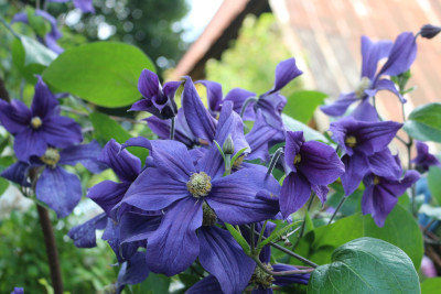 Clematis durandii 2.JPG