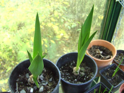 Scilla_latifolia_fars_2008.jpg