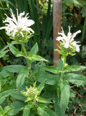 Monarda weiss