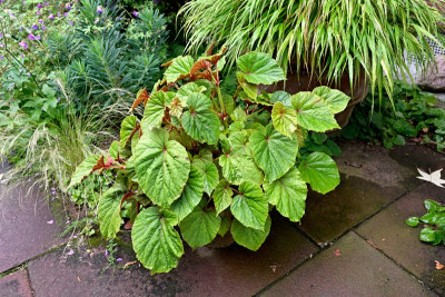 Begonia-grandis-Jul2125_067.jpg