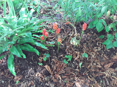 Arum maculatum, Samenbildung