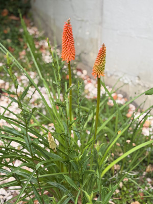 IMG_7278.jpeg