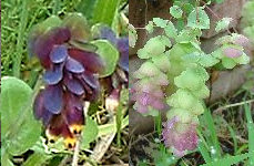 cerinthe-origanum-blute.jpg