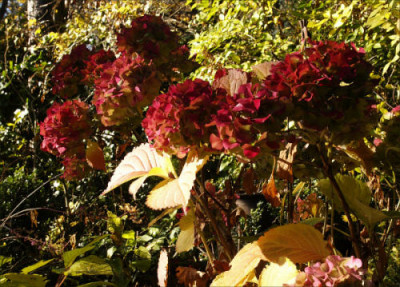 Hydrangea_rosa.jpg