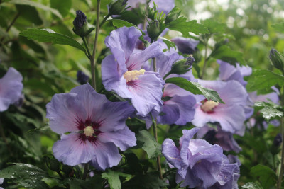Hibiscus syriacus 9.JPG