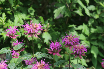 Monarde violett 5.JPG
