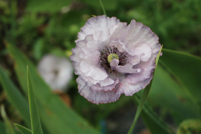 Mohn Amazing Grey 2.JPG