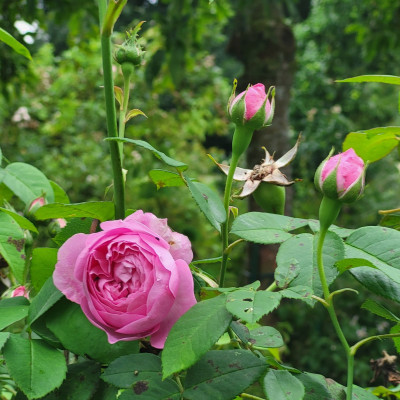 Auch Louise Odier beginnt mit der Nachblüte