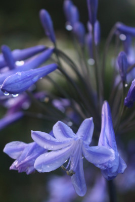 Agapanthus 2.JPG
