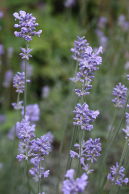 Lavendel 2.JPG
