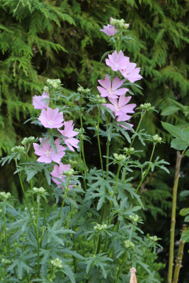 Malva moschata rosa.JPG