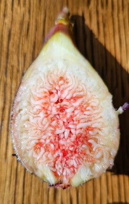 Nerruciola D'Elba Breba