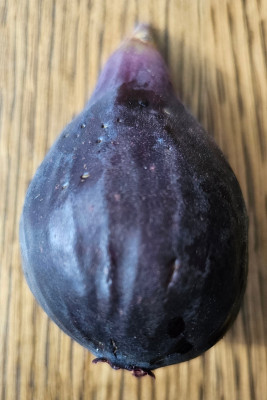 Nerruciola D'Elba Breba