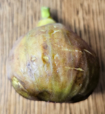Brown Turkey Breba