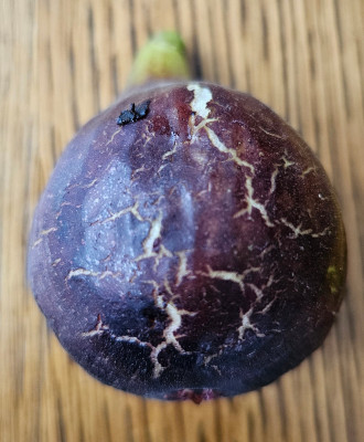 Ronde de Bordeaux Breba