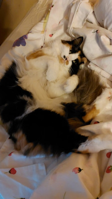 Lieb, oder?