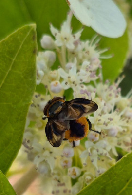 20250723_121959 Phasia hemiptera.jpg