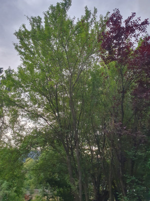 20250720_203250.jpg