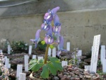 Corydalis_ussuriensis.thumb.jpg
