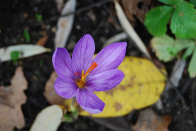 Herbstcrocus_welcher.jpg