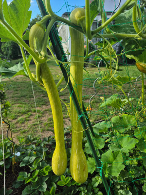Zucca di Albenga.jpg