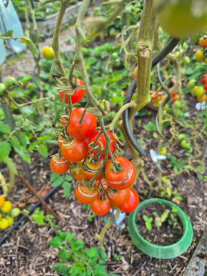 Kirschtomate.jpg