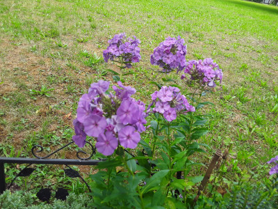 Phlox / Flammenblume