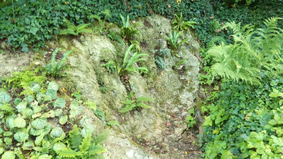 Vor zwei Jahren begonnen Farne und Cyclamen heben sich gut eingewachsen
