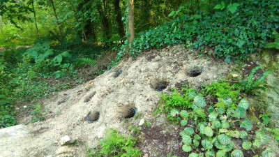 Mittelteil mit Saxifraga und Cyclamen nur in Lehm Wand in Löcher gesetzt