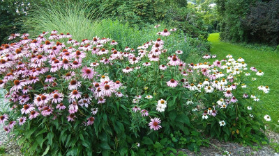 Blütenpracht von Echinacea kaum zu toppen
