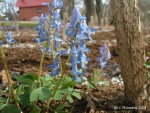 Corydalis_fumariaefolia_2_thumb.jpg