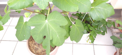 GdSJ-24072025.jpg