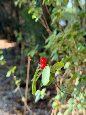IMG_8757.jpeg