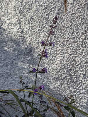 IMG_8827.jpeg