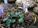 Corydalis_repens_thumb.jpg